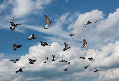 Many Flying Pigeons in the Blue Sky