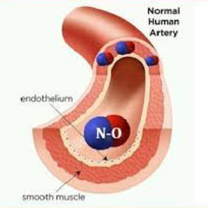 Diagram of Human Artery